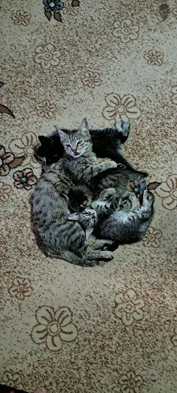 Mushuk bolalari hadyaga beriladi 1