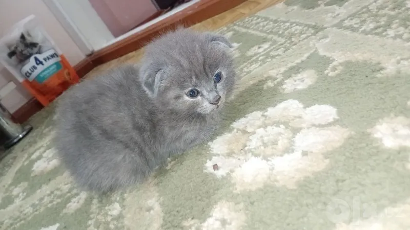 Siyamiskiy mushuk bolalari endi sutdan chiqqan 1 Siyamiskiy mushuk bolalari endi sutdan chiqqan 1