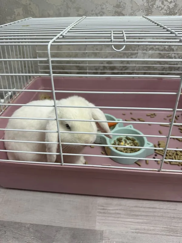 Продам 2 декоративных кроликов ( самцов)