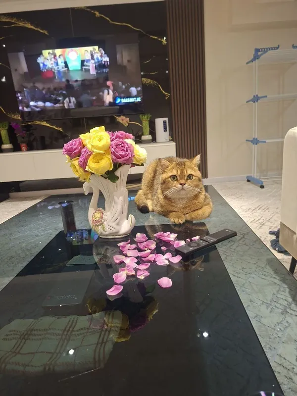 Кошка для вязки золотая шиншила — фото 1