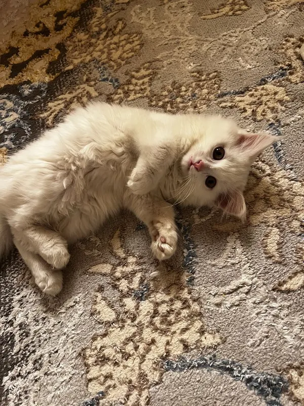 Oq Rangli Turetiskiy angora qiz bolasi — фото 1