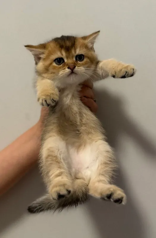 Шотландские котята 2 Шотландские котята 2
