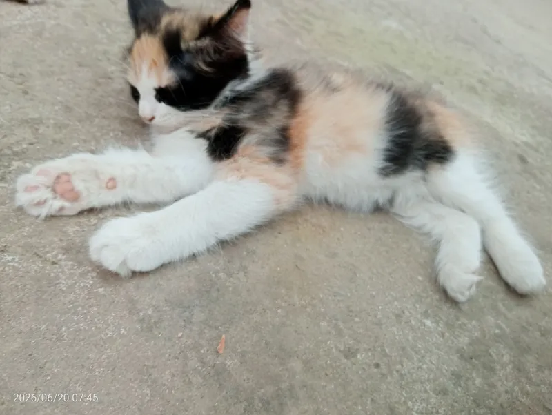 Мушукчалар / Котята — фото 2 Мушукчалар / Котята — фото 2