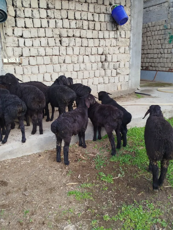 Quzilar sotiladi 2500mlndan 3mln500mingacha bor — фото 6