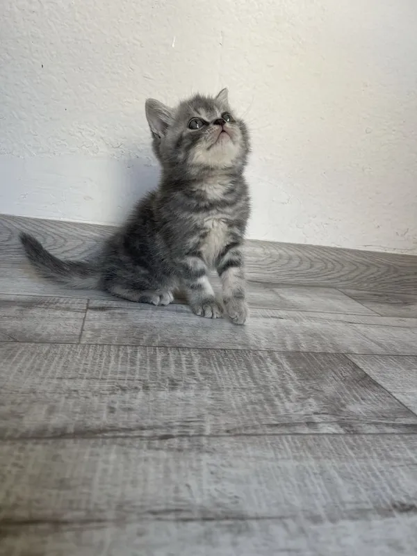 Продается пародистые котята — фото 6