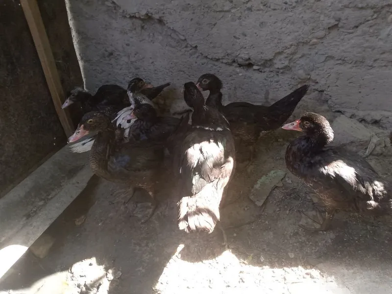 Oʻrdak sotiladi soni yetita 1 Oʻrdak sotiladi soni yetita 1