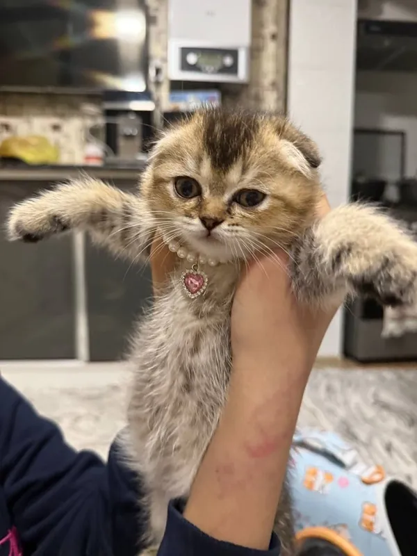 Золотая шиншила котёнок кошки вислоухие