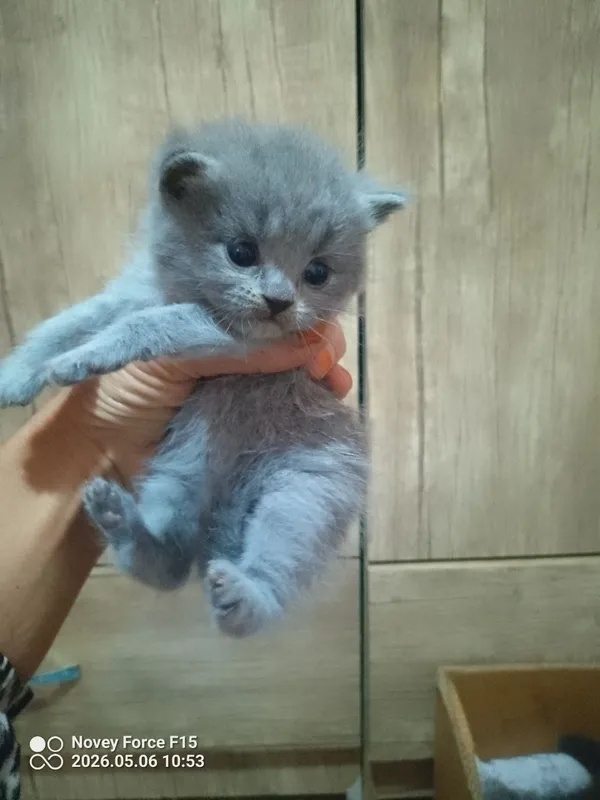 Preiuim mushukchalar sotiladi Scottish Fold — oppoq yoqi — фото 2