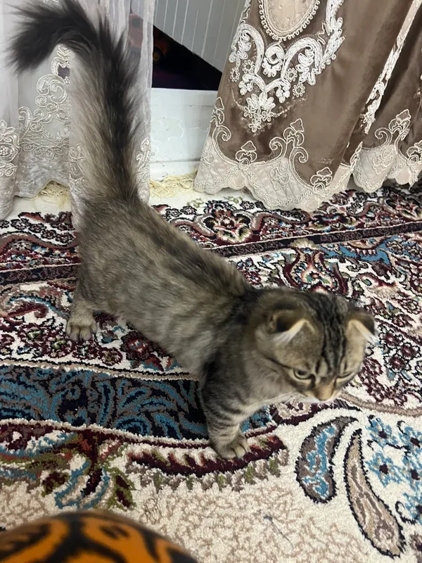 Продаётся домашний кот 3