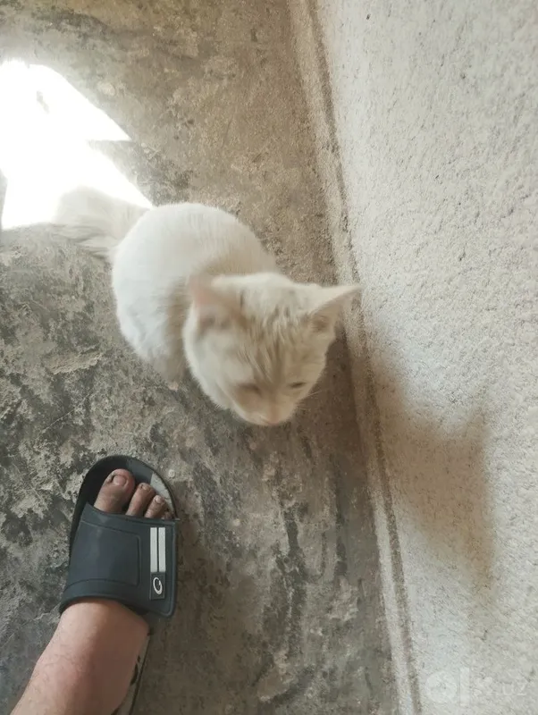 Очень милый котенок 3 Очень милый котенок 3