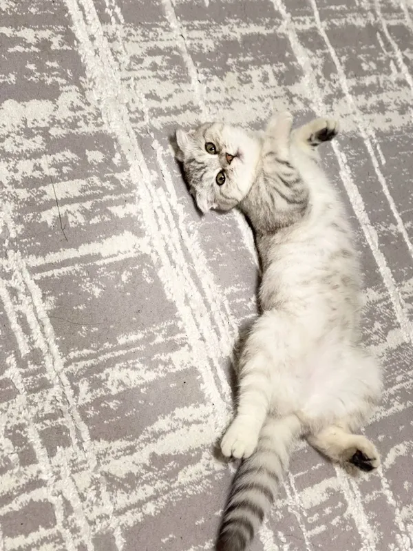 Кошка scotish fold — фото 1