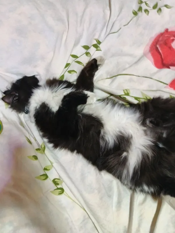 2 oylik uy mushugi 1 tasi katta mushug — фото 2
