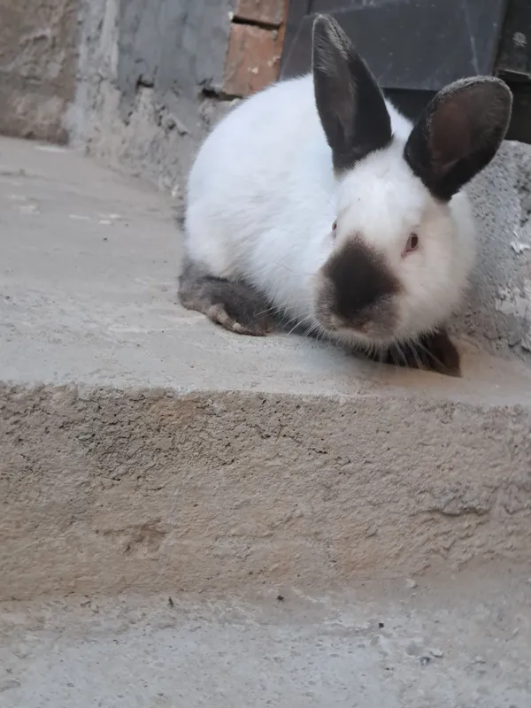 Quyon Kaliforniya 2ta bor 3
