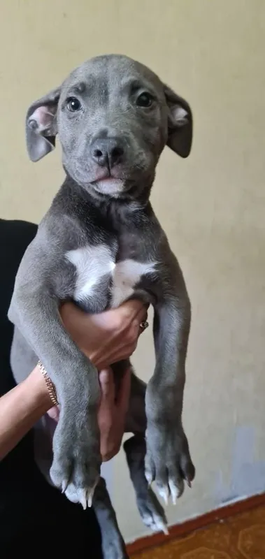 Pitbulteryer sotaman 2 Pitbulteryer sotaman 2