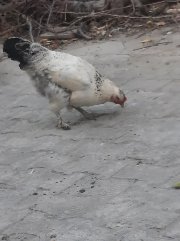 Tovuq sotiladi yaxshi boqilgan — фото 1