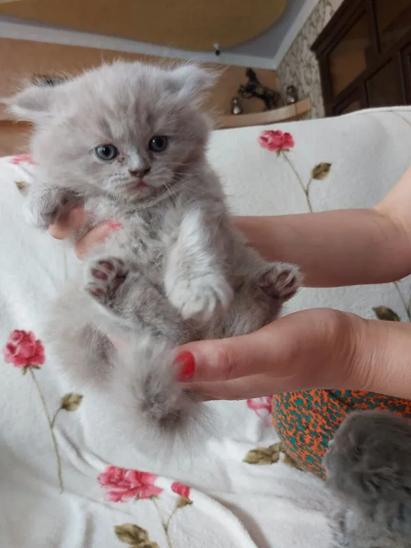 Кошки. Мушукчалар 3 Кошки. Мушукчалар 3