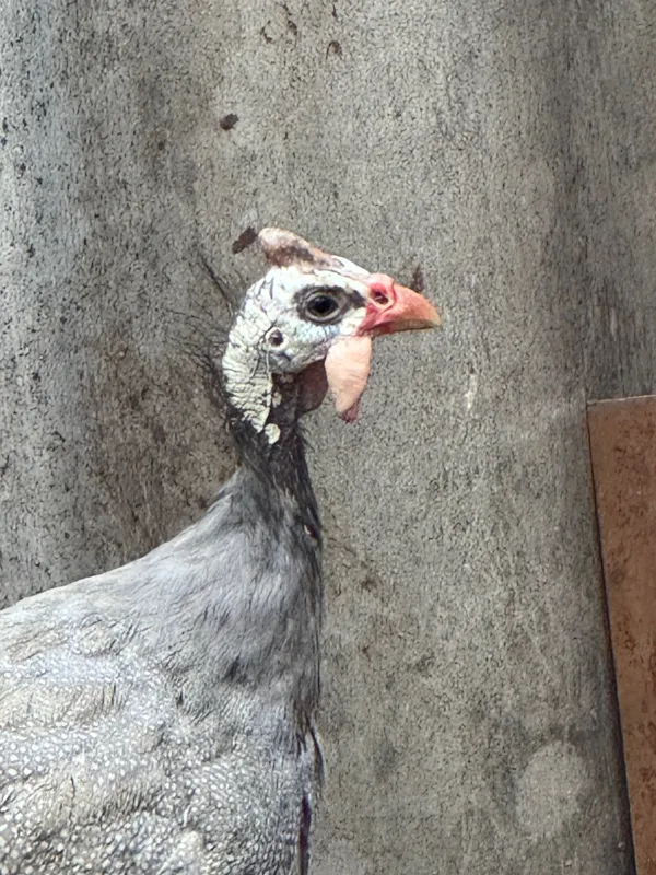 Цесарка Sesarka (возможно самец)