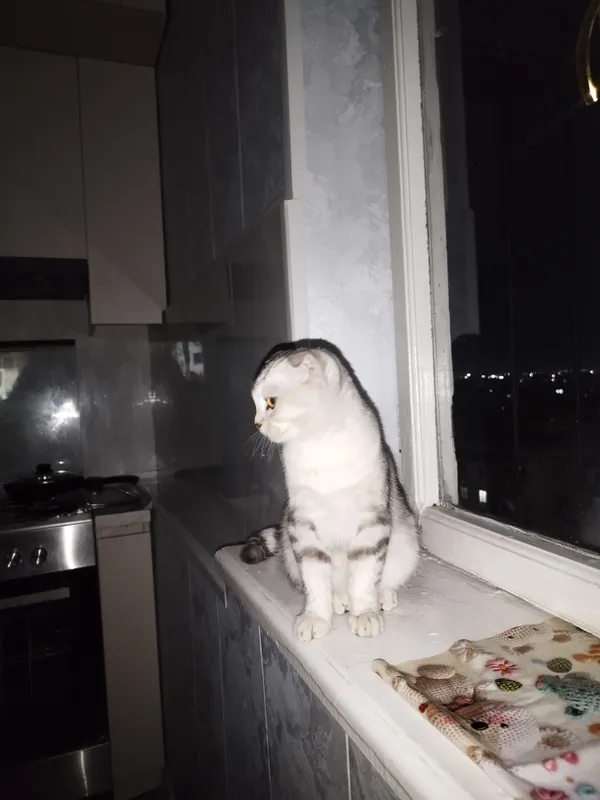 Шотландская вислоухая (порода Scottish Fold). 2
