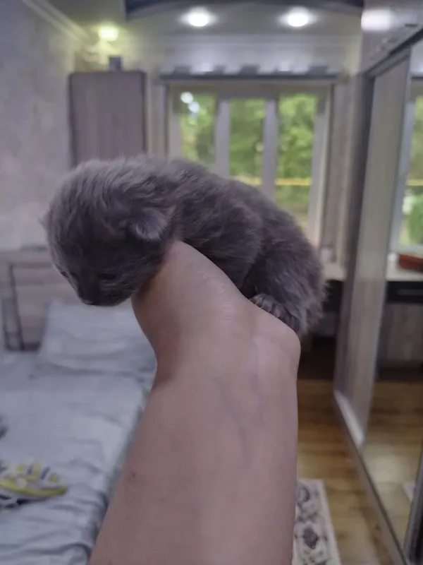 Russian Blue mushugi. Русская голубая — фото 1