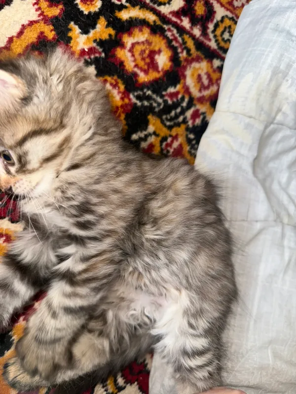 Котёнок (девочка) (с пушистой шерстью) 3