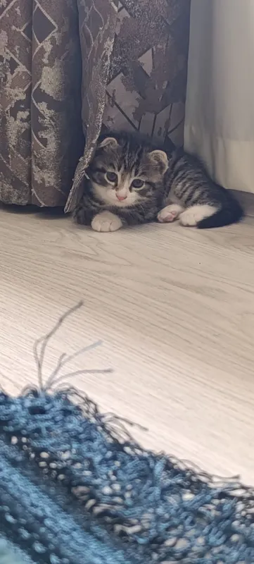 Oʻsma quloq mushuk Вислоухие котята — фото 7