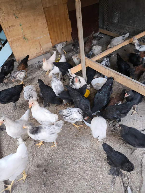 Sport erotik fon rasmi