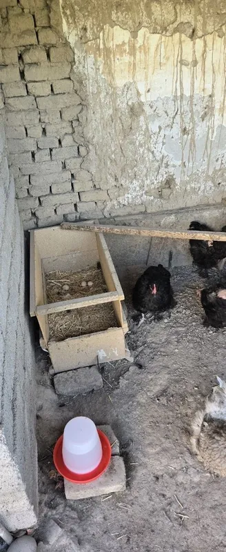 Brama tovuqlar sotiladi 4 Brama tovuqlar sotiladi 4