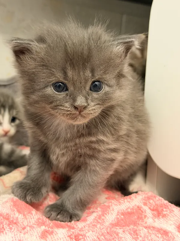 котенок-мальчик в добрые руки 3 котенок-мальчик в добрые руки 3