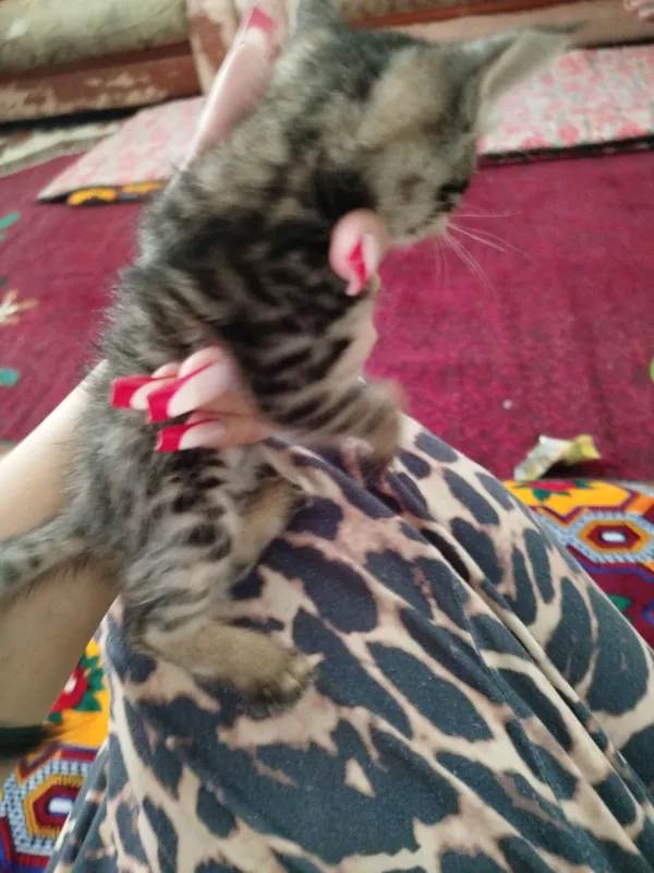 котята — фото 3