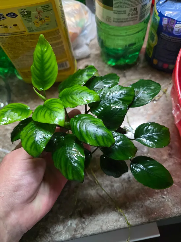 Анубиас Бартера Anubias barteri 1 Анубиас Бартера Anubias barteri 1