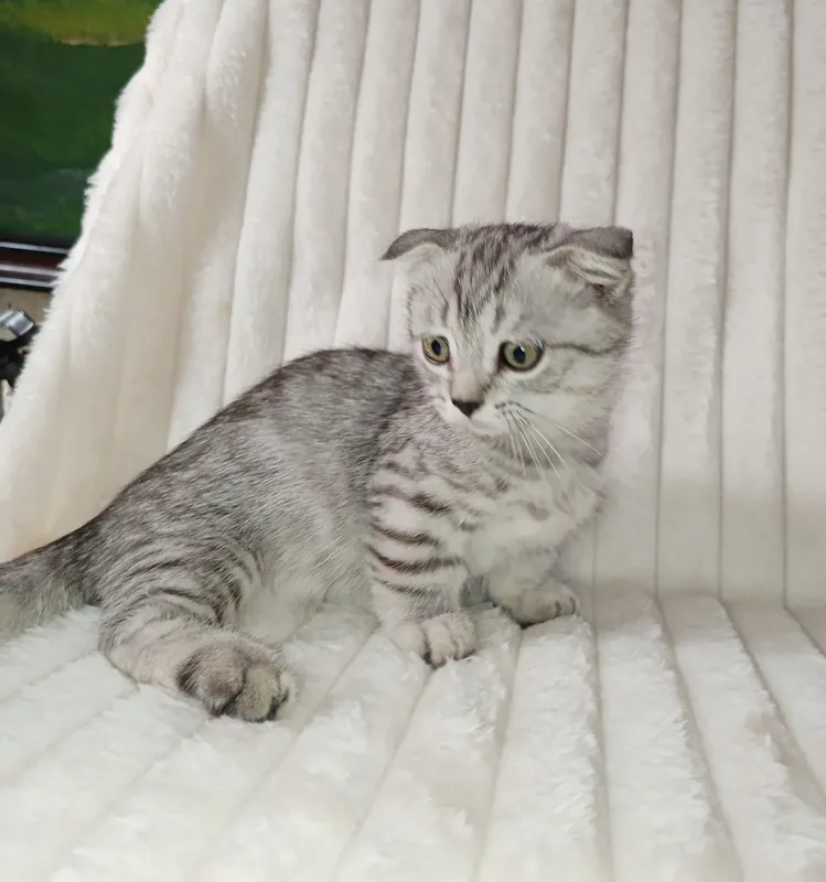Редкий котенок Манчкин (коротколапкая) — 2.5 месяца, от шиншиллы 6 Редкий котенок Манчкин (коротколапкая) — 2.5 месяца, от шиншиллы 6