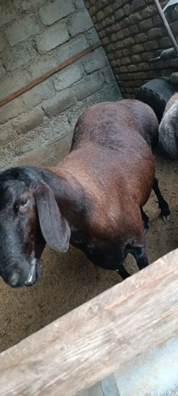 Кучкорлар сотилади 4