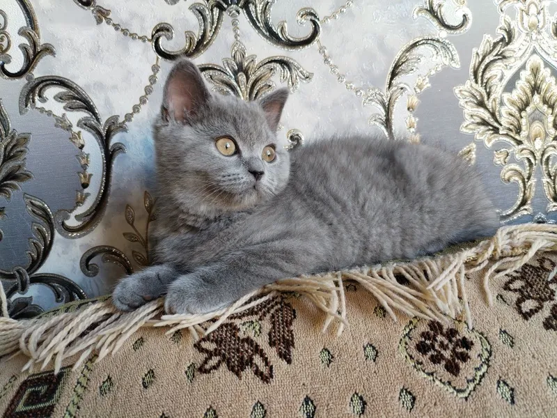 Скоттиш страйт угил