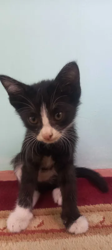Отдам котят. Мушукчалар 4 Отдам котят. Мушукчалар 4