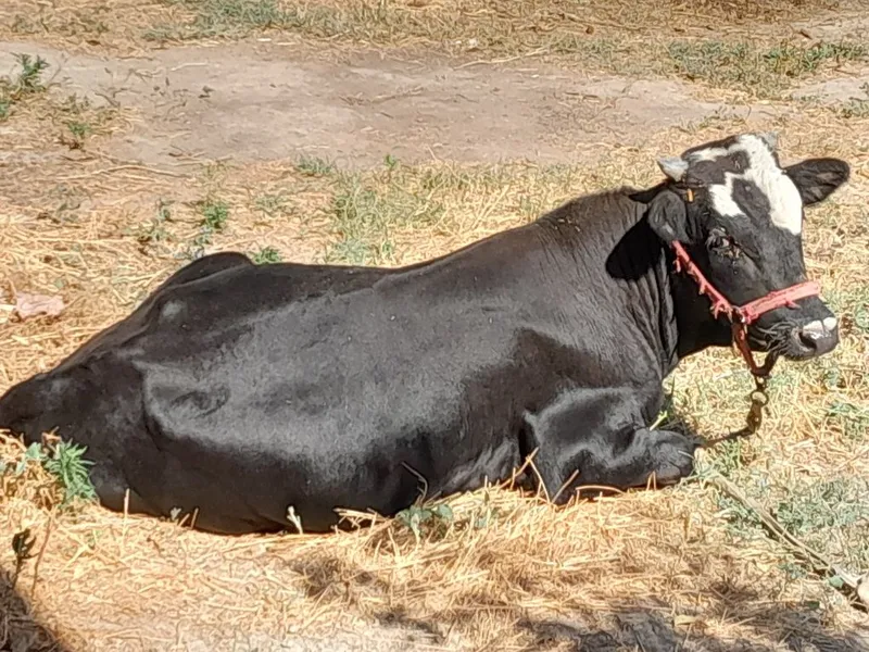 Buqacha sotiladi