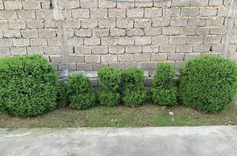 Shamshod Sotiladi kotta yili 300.000 minda 4 ta kota bor 4 Shamshod Sotiladi kotta yili 300.000 minda 4 ta kota bor 4