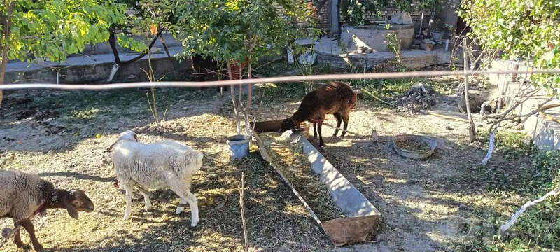 Quylar sotiladi 4 ta 1 Quylar sotiladi 4 ta 1