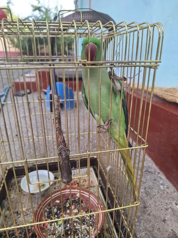 Ruchnoy Qush sotiladi erkak qush 2 Ruchnoy Qush sotiladi erkak qush 2