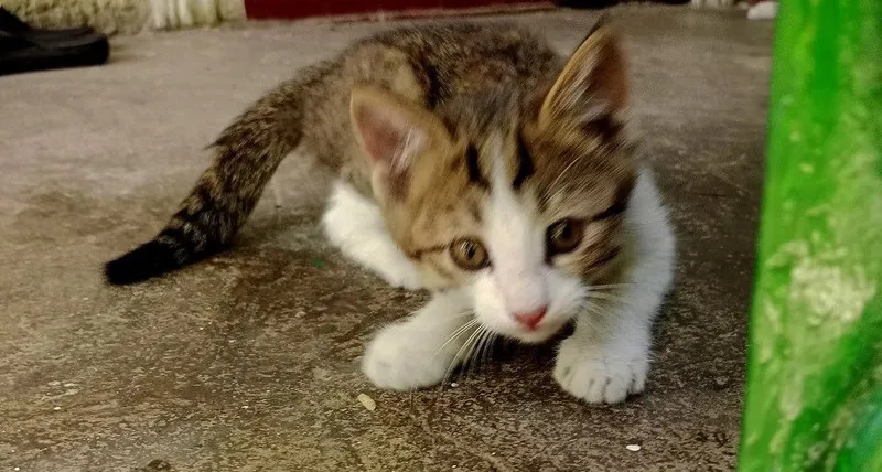 Котята,мальчики,девочки 5 Котята,мальчики,девочки 5