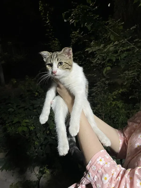 Смешанный веслоухий котенок 2 Смешанный веслоухий котенок 2