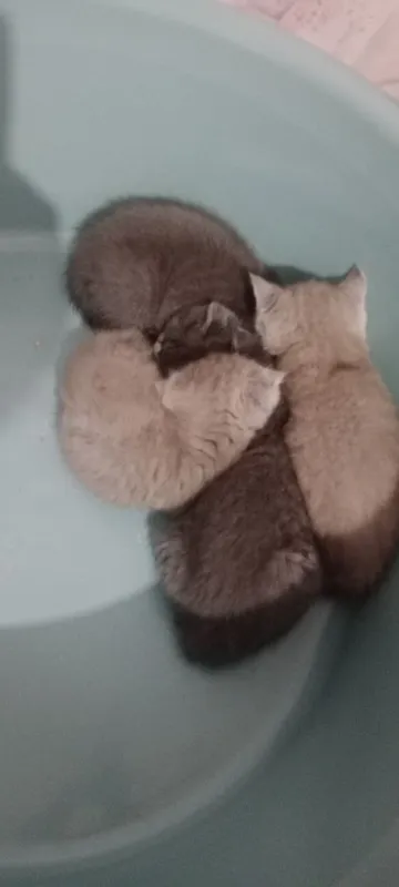 Продаётся кошка с котятами. Скоттиш Фолд 1