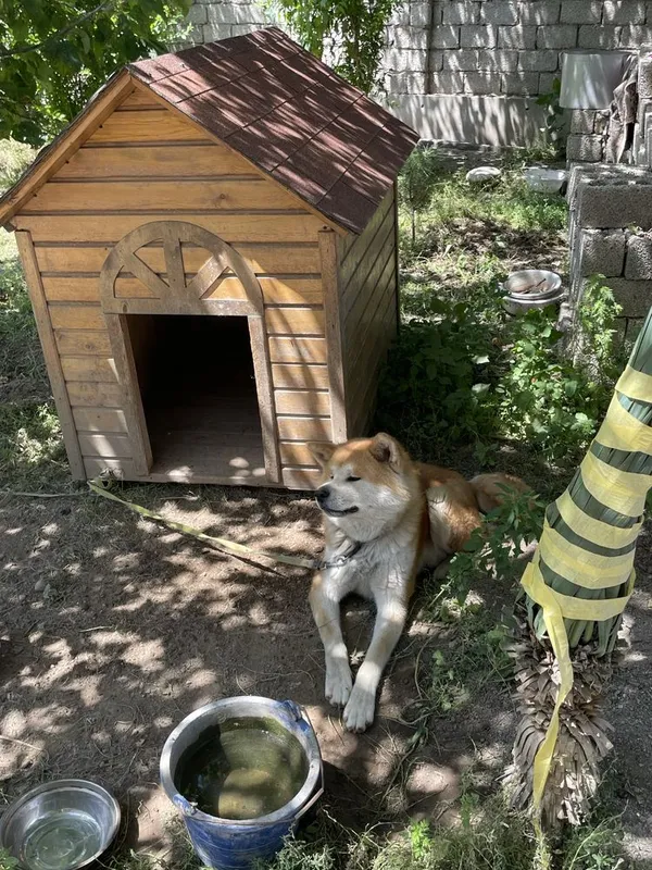 Akita Inu, 2 yosh, erkak, hujjatli 6 Akita Inu, 2 yosh, erkak, hujjatli 6