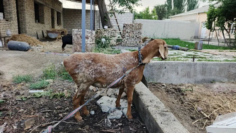 Продаётся баранина — фото 3