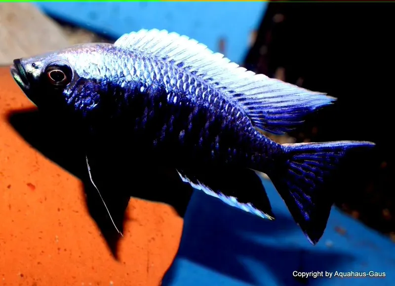 Capadachhromis mloto — фото 2
