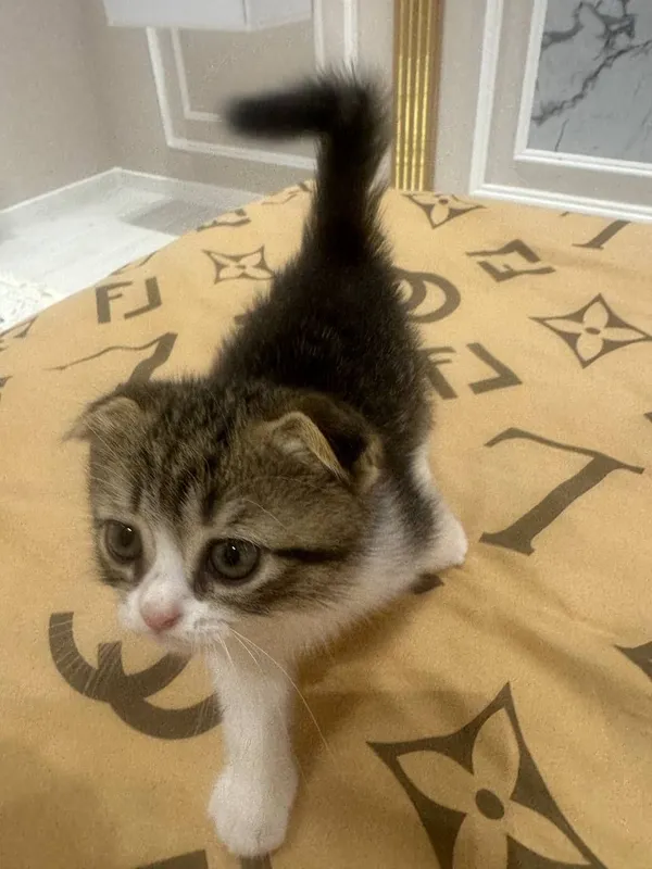 Котята в добрые и ответственные руки!!! — фото 1