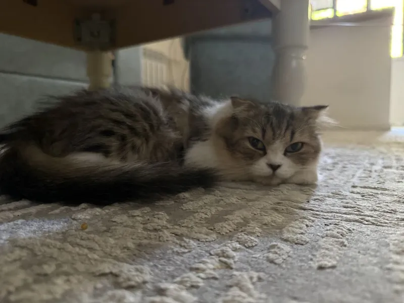 Взяска для нашей кошки Момик 2 Взяска для нашей кошки Момик 2