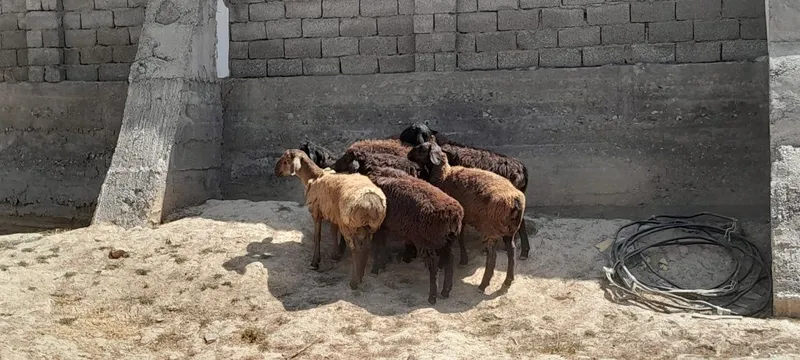 Qõchqorlar sotiladi 2 Qõchqorlar sotiladi 2