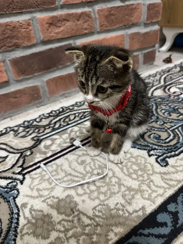 Mushu sotiladi zotli 1