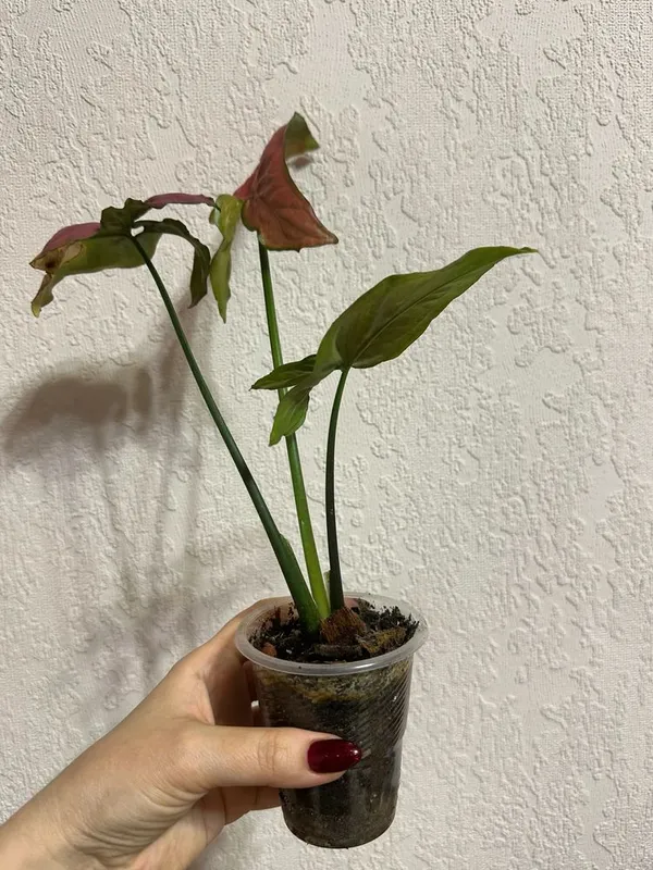 Сингониум, Neon Tetra Orm Nak — фото 2
