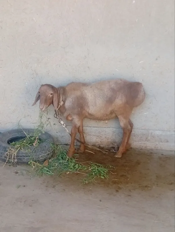 Quchqor sotiladi 3 Quchqor sotiladi 3